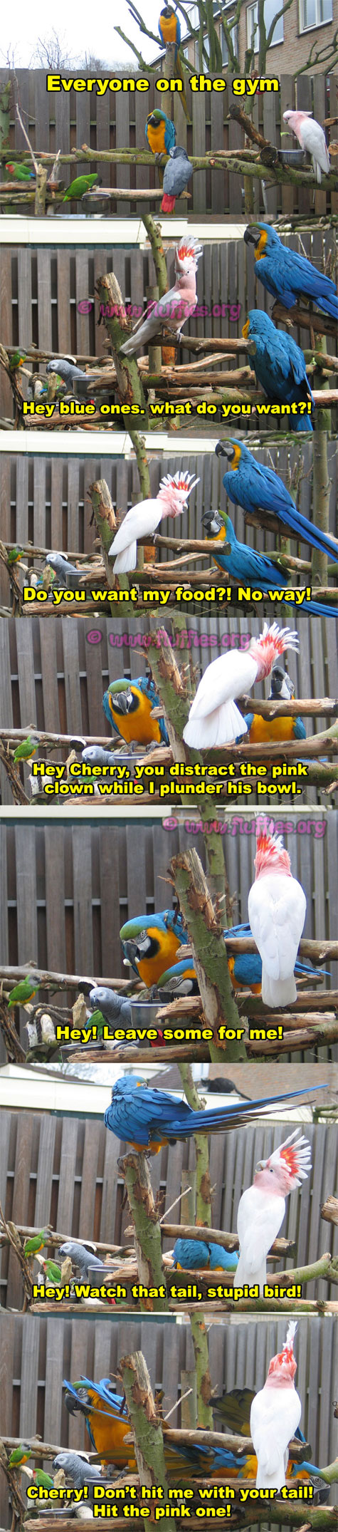 Big blue intruders on the gym! ( Blue and gold macaws )