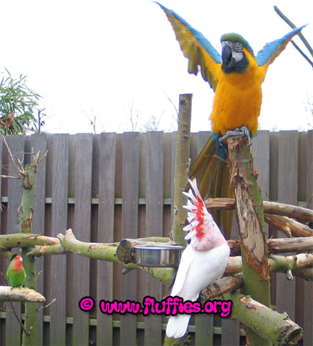 Blue and gold macaw demanding attention from the other parrots on the parrot gym