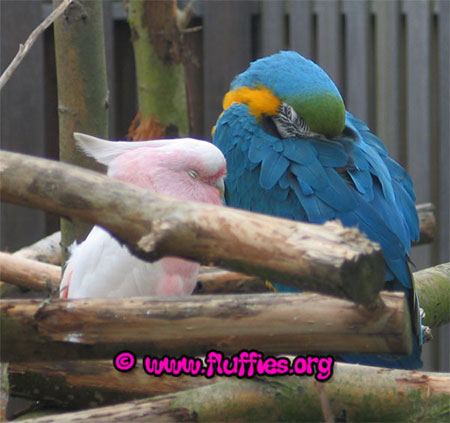 Blue and gold macaw keeping an eye on the leadbeaters cockatoo next to him