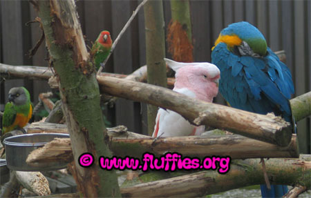 Now, the blue and gold macaw can fall asleep!