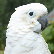 type of cockatoo parrot