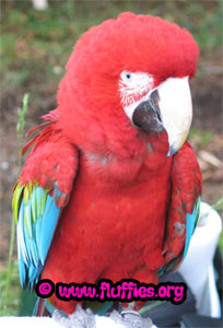 Goodlooking macaw!