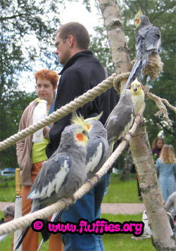 Cockatiel corner!