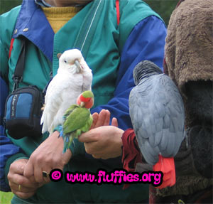 Ricki Eden's parrots