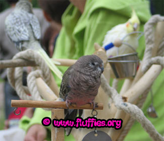 A Bourkes parakeet..