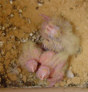 Young cockatiels (nymphicus hollandicus)