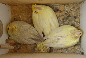 Young cockatiels (nymphicus hollandicus)