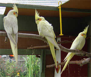 The three young cockatiels (nymphicus hollandicus)