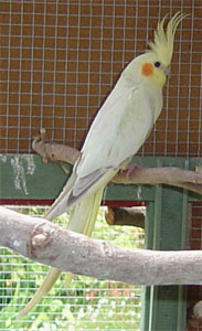 Pearl cockatiel (nymphicus hollandicus) female