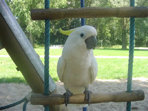 Paco (triton cockatoo) in the play garden!