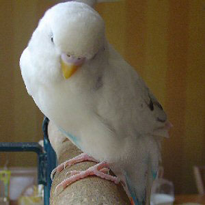 Isn't he the most cutest budgie?