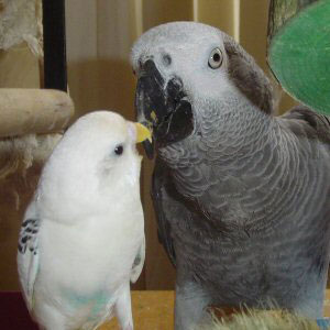 Budgie meets African grey parrot!