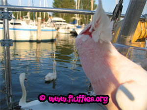 Those are big cockatoos!