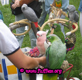 Who knows the species of this extraordinary beautiful amazon parrot?