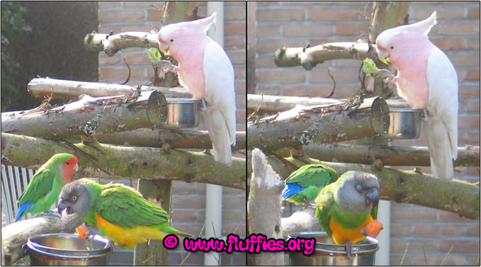 Yummy parrot food!