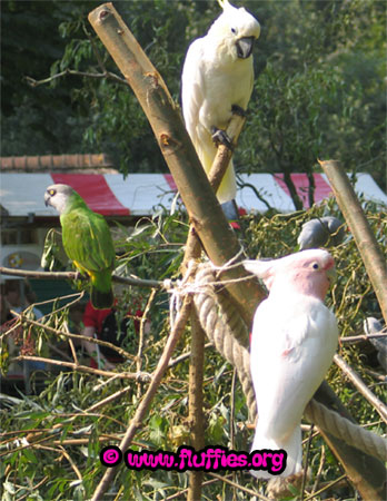 The two parrot brothers hanging out!