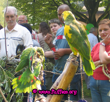 Tica, the blue fronted amazon showing off