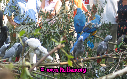 Roxy, the umbrella cockatoo & Pipi and Flodder, two blue and gold macaws along with some other parrots!