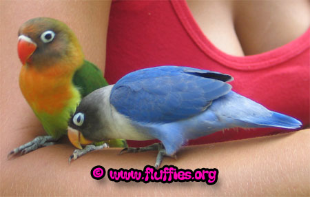 Fisher Lovebirds