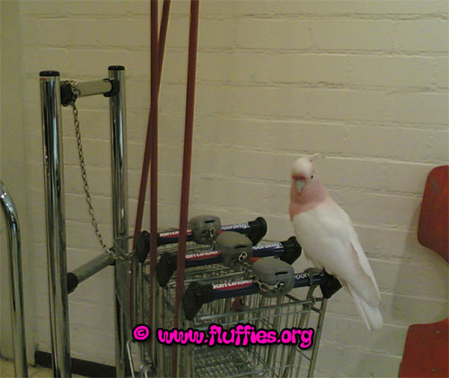 I want to use the small pushcart mom! It's a better size for small parrots!