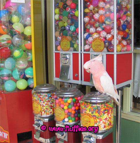 A parrot robbing the sweet machine? Yes! It's possible!