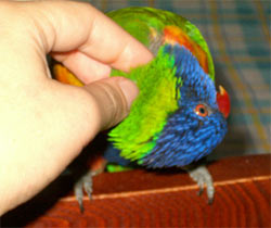 Rainbow lorikeets need lot of headscritches, didn't you know?