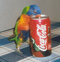 What do you think? Lorikeet coke commercial!