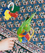 Smart rainbow lorikeets like me don't do well on bird toys: They need REAL toys!