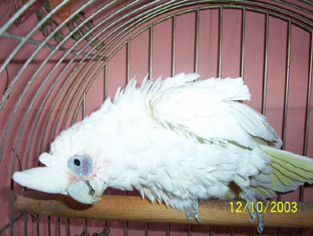 Snoops, "Squawk, yes I am a bared eyed cockatoo". 